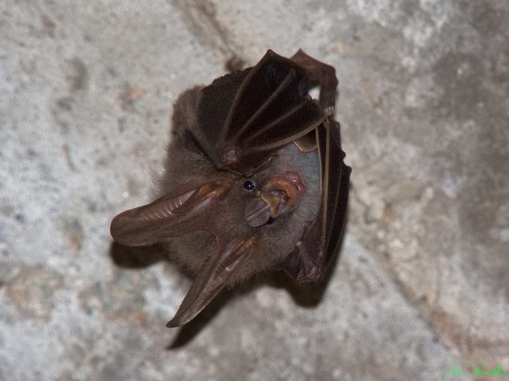 Single false vampire bat