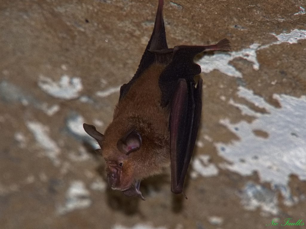 Rufous Horseshoe bat