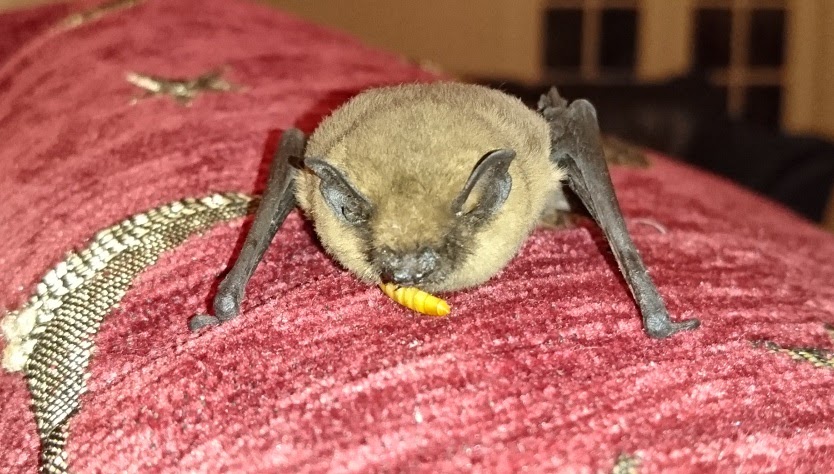 Bat feeding on sofa