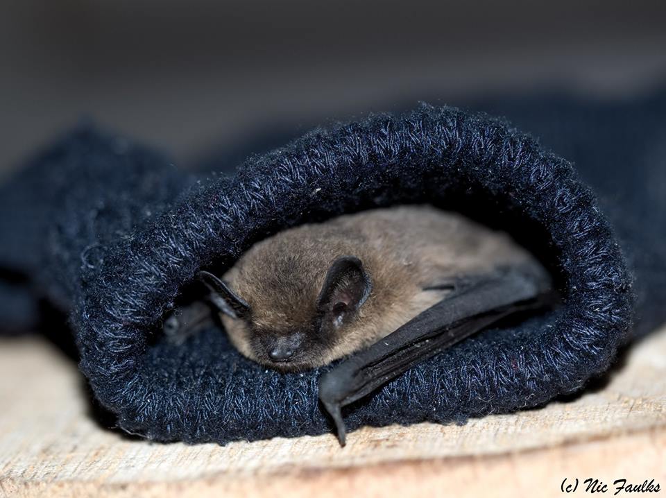 Bat in a glove