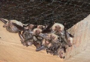 Long eared bats roosting