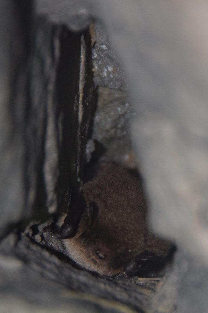 Daubenton's bat in hibernation
