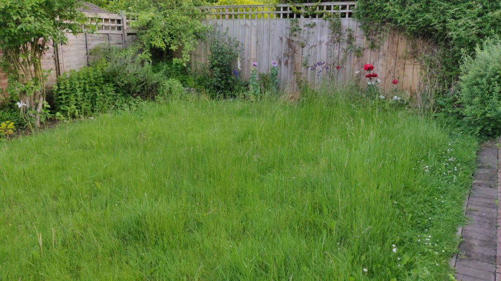 Lush green garden