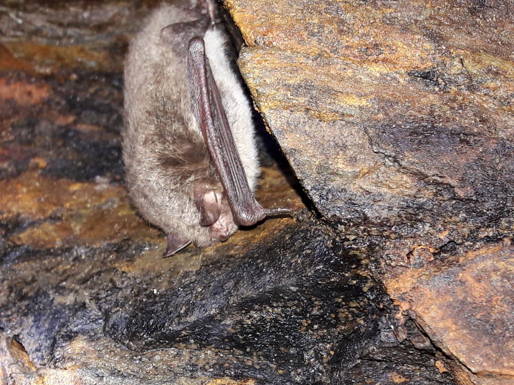 Myotis Daubenton hibernating