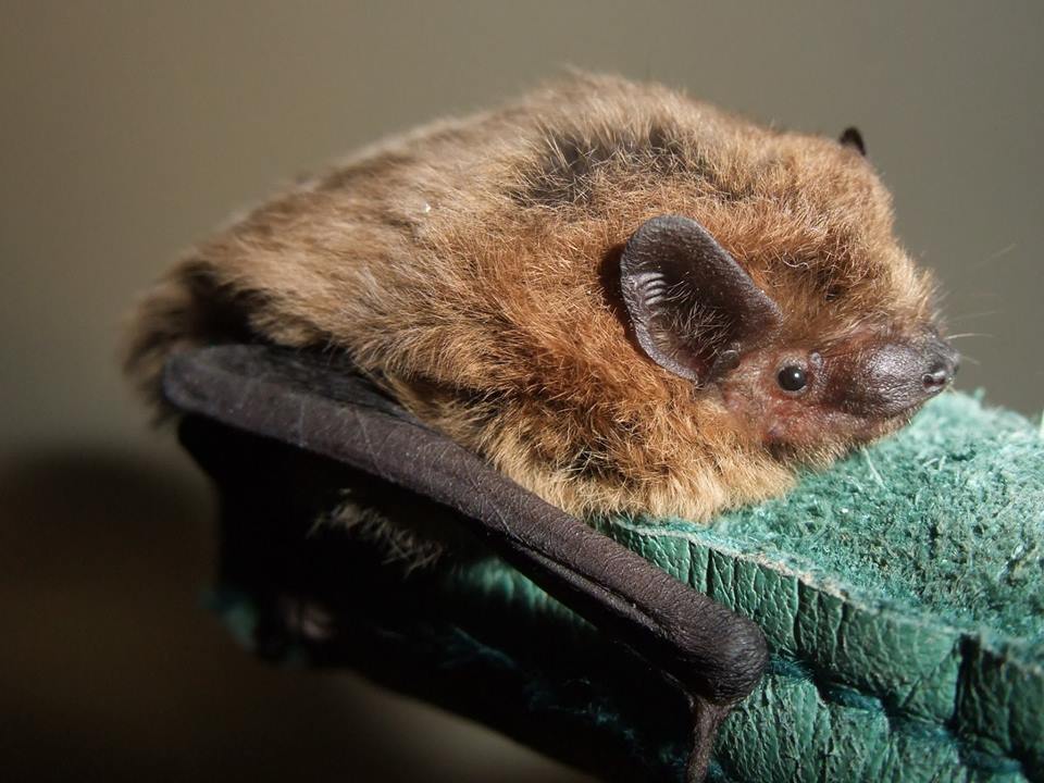 Pipistrelle bat