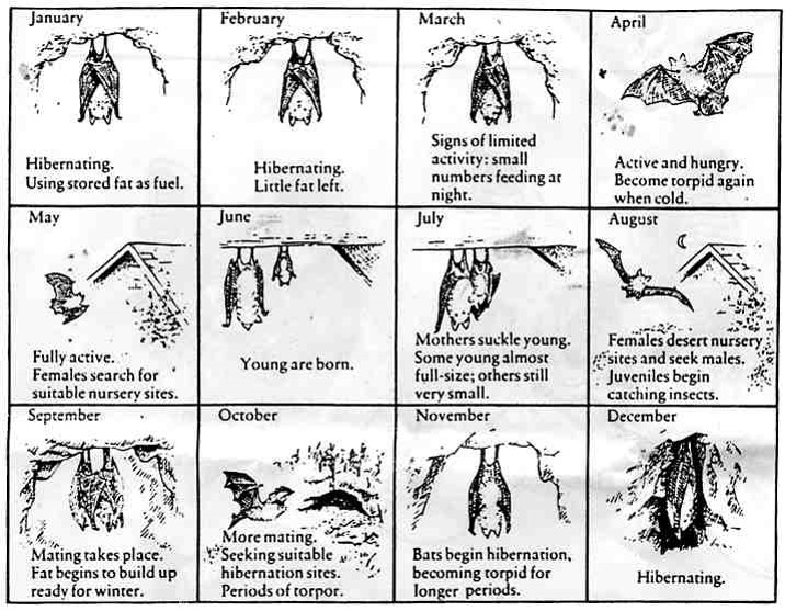 The life cycle of a bat