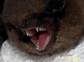 Bat teeth, like dog teeth