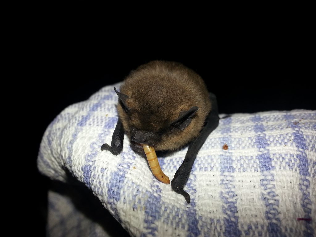 Bat eating a meal worm