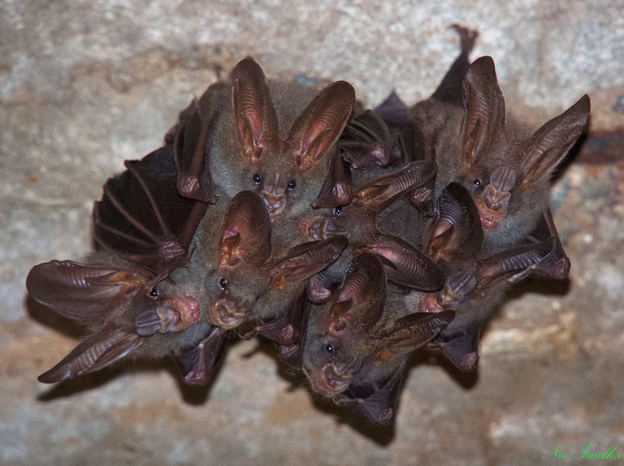 False Vampire Bats