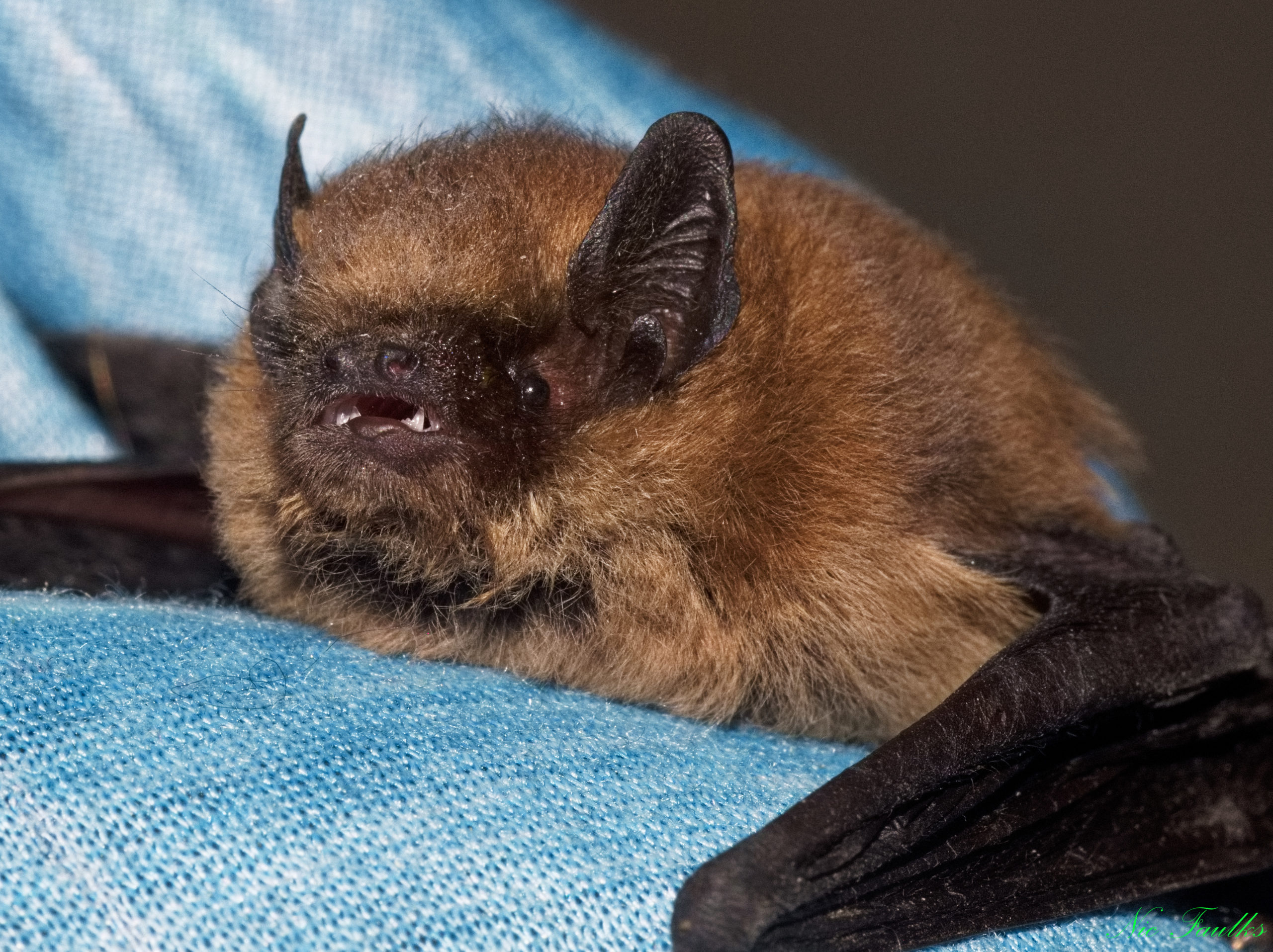Common Pipistrelle bat