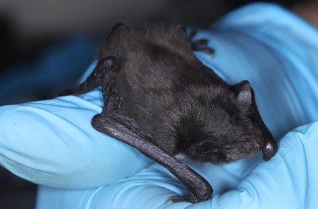 Young Daubenton's bat.