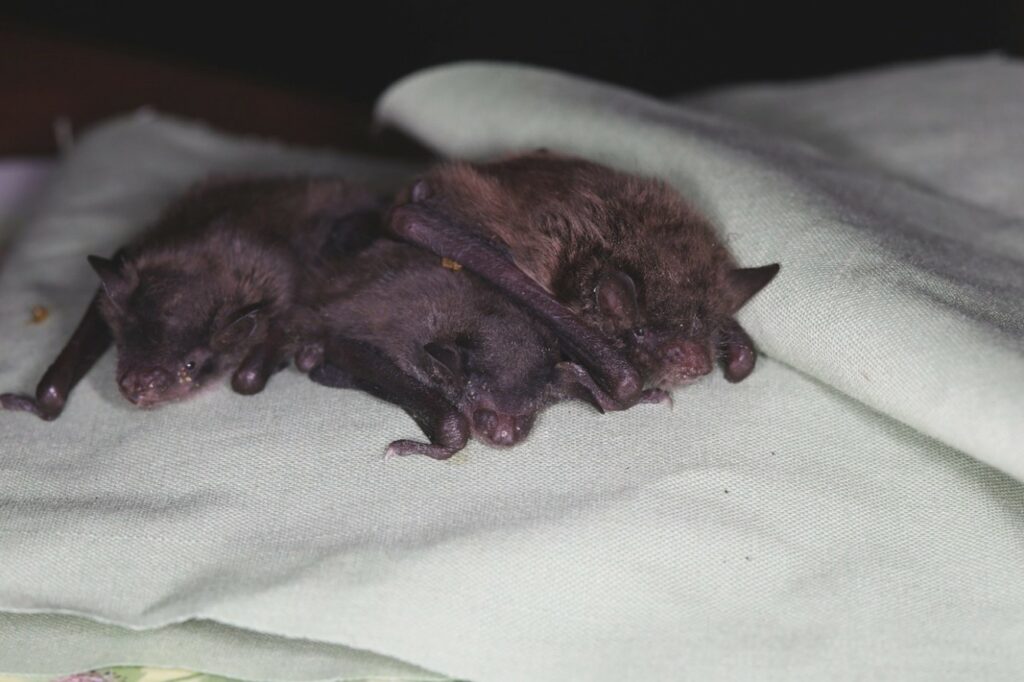 Tree young bats