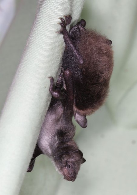 Two juvenile Daubenton's bats