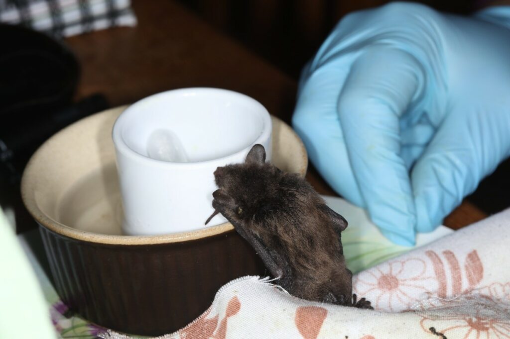 Steed the Daubenton's bat checking out his milk.