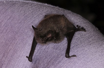 Daubenton's bat