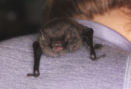 Daubenton's bat with mouth open