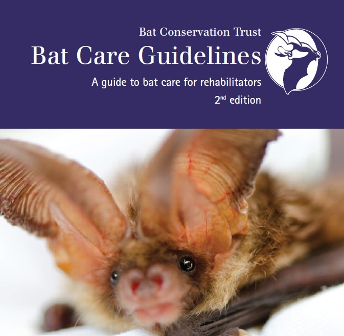 Bat Care Guidelines