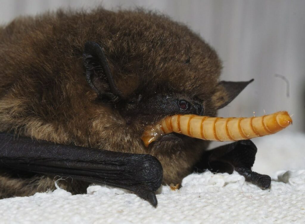 Bat eating a large mealworm