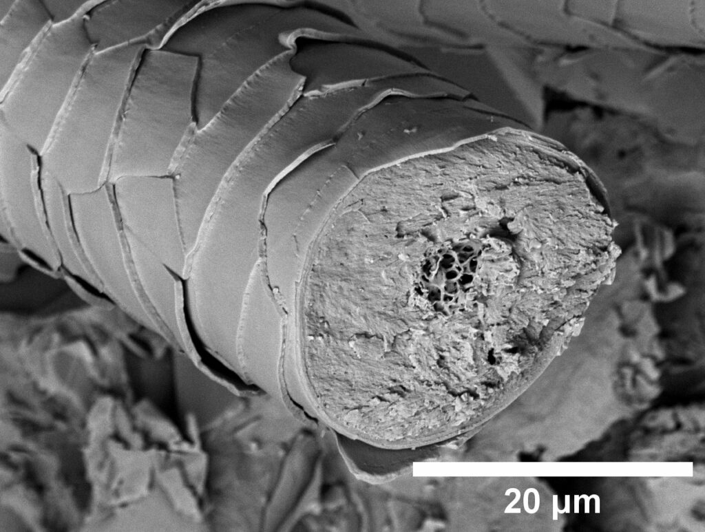 Microscopic detail of a dog hair
