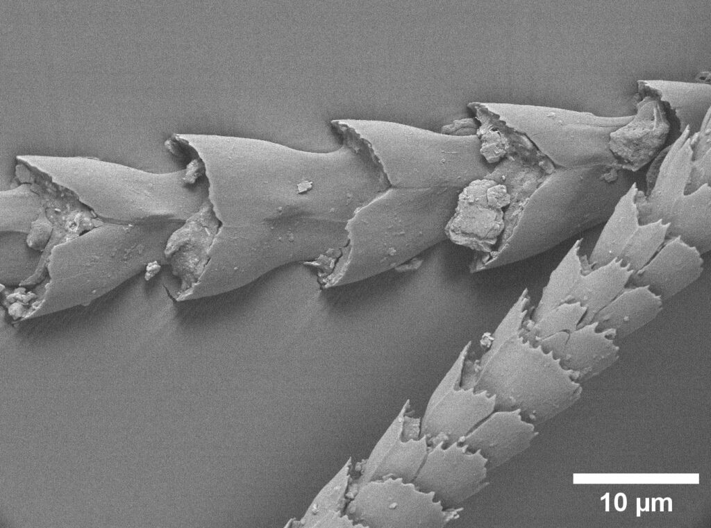 Microscopic detail of bat hair