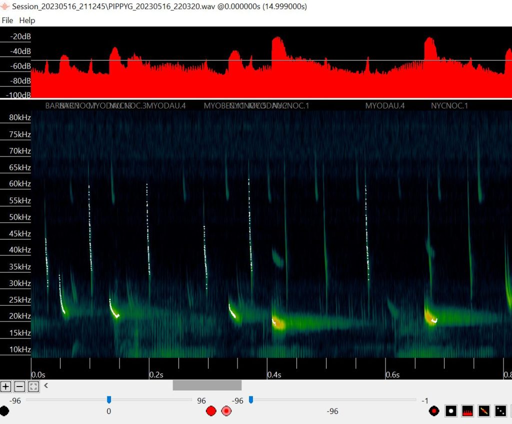 Sonogram of three bat species - Hexham bat walk.